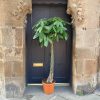 Growurban Pachira Aquatica (180Cm) | Large & Tall Plants