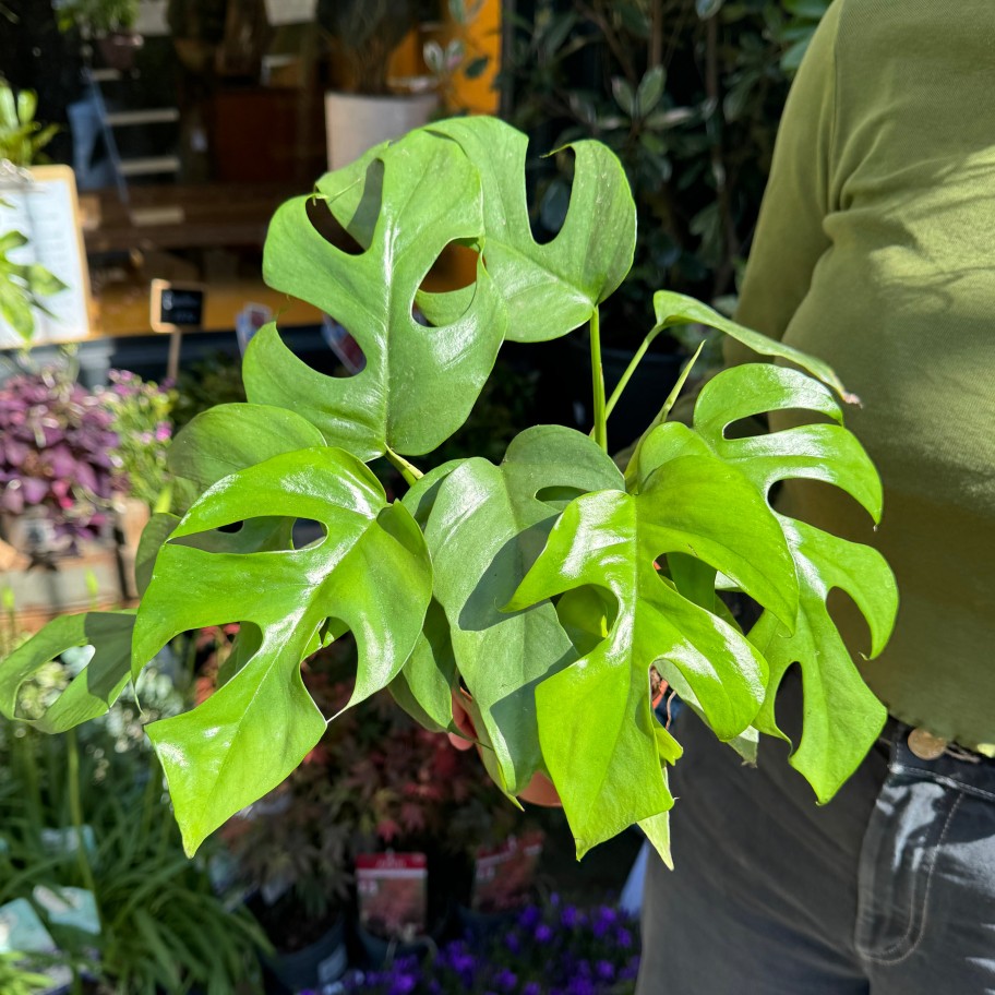 Growurban Rhaphidophora Tetrasperma (12Cm Pot) | Foliage Plants