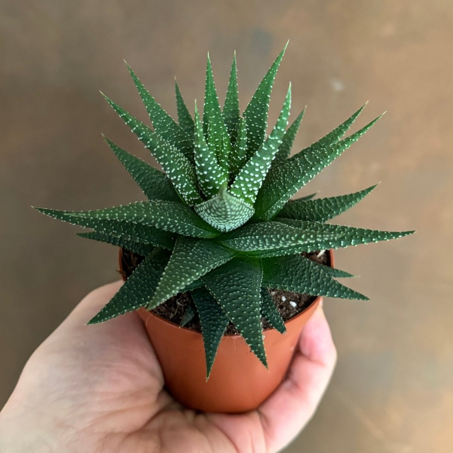 Growurban Haworthia 'Universe' | Succulents & Cacti