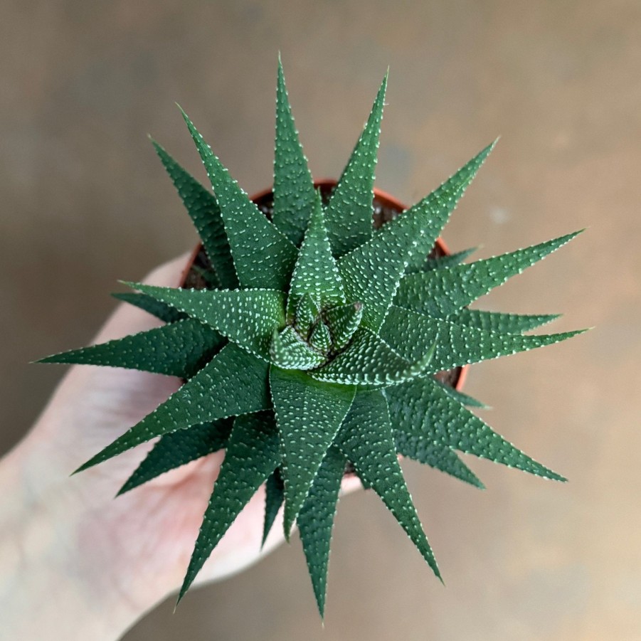 Growurban Haworthia 'Universe' | Succulents & Cacti