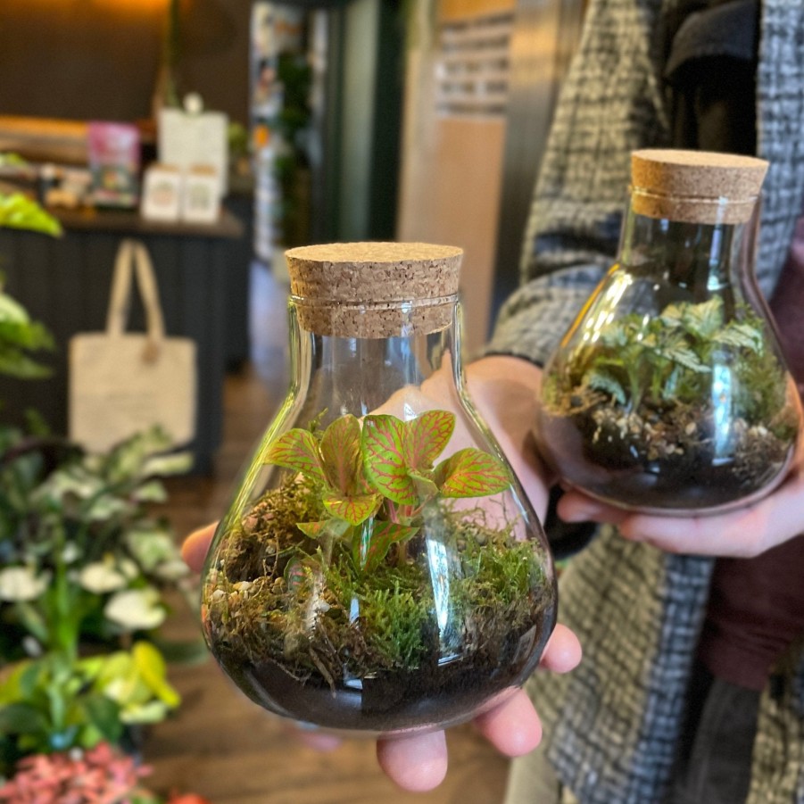 Growurban Mini Flask Terrarium | Planted Terrariums