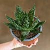 Growurban Gasteria Beguinii | Succulents & Cacti