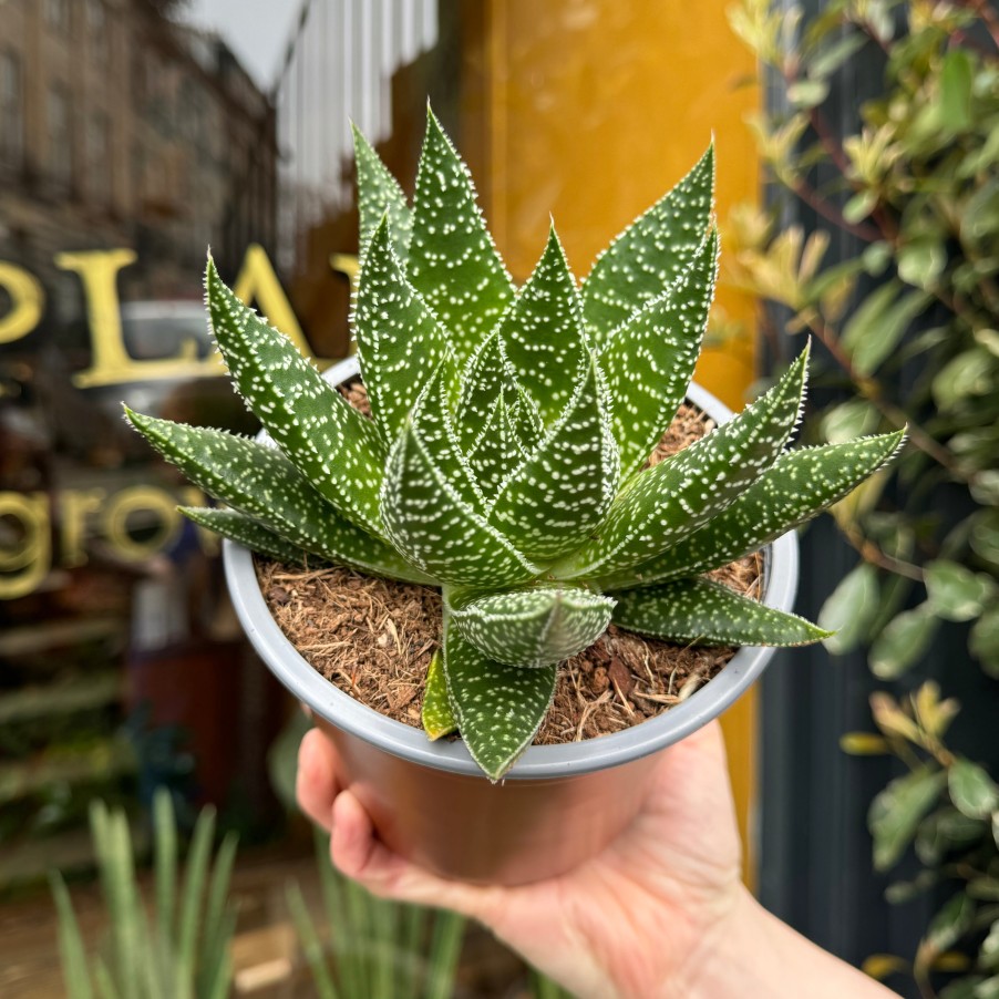 Growurban Gasteria Beguinii | Succulents & Cacti