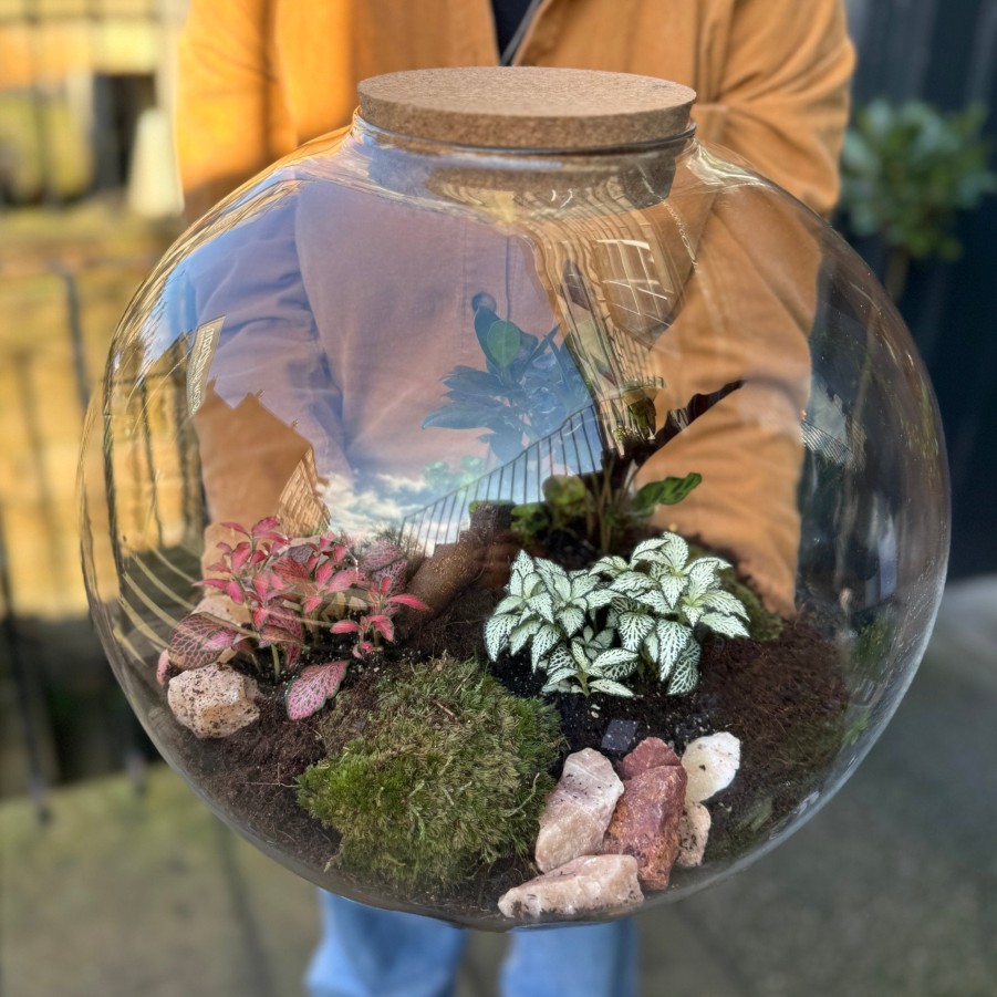 Growurban Giant Terrarium | Planted Terrariums