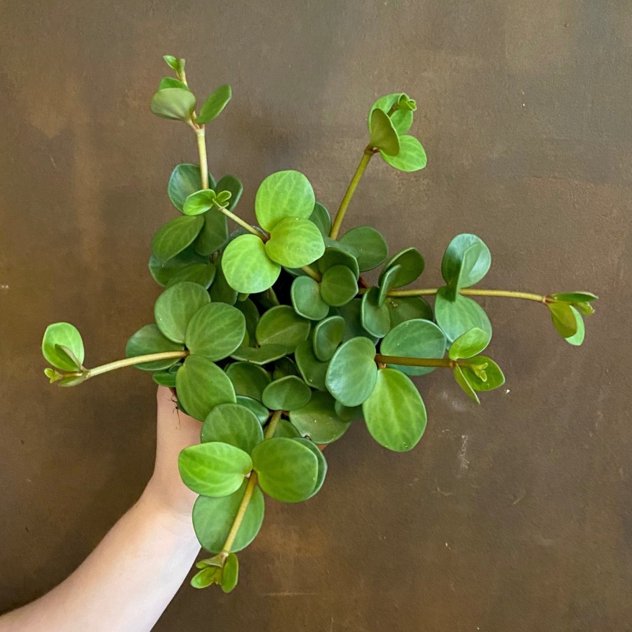 Growurban Peperomia 'Hope' | Succulents & Cacti