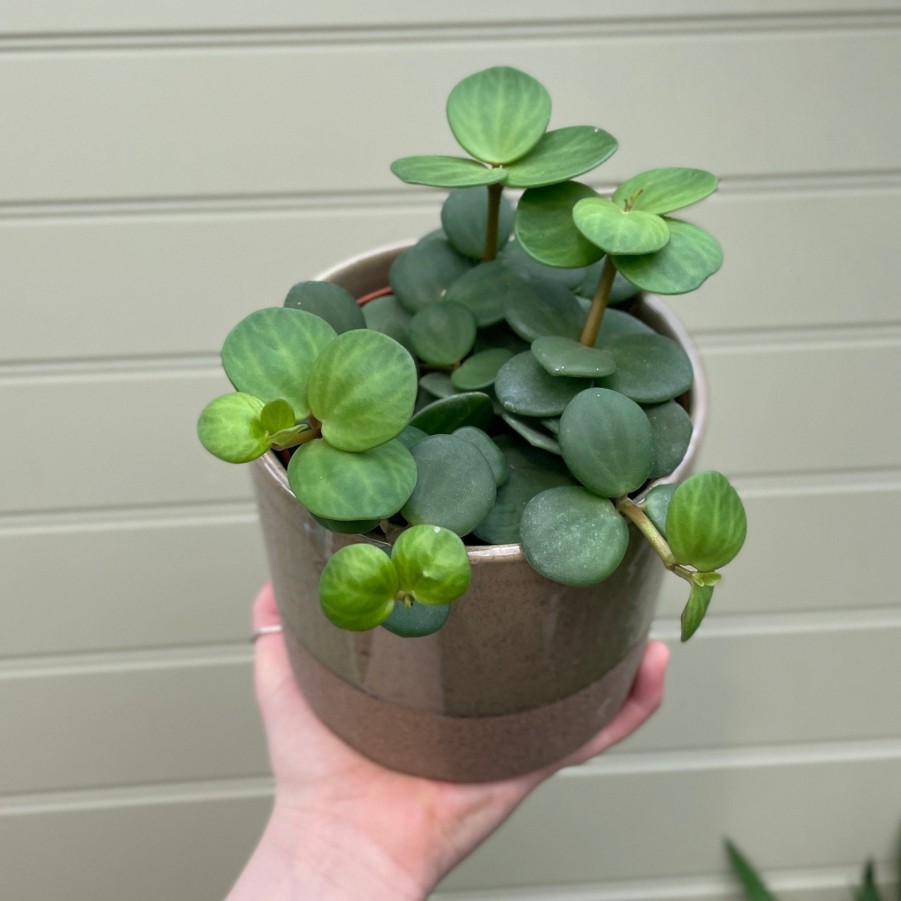 Growurban Peperomia 'Hope' | Succulents & Cacti