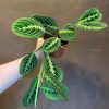 Growurban Maranta 'Lemon Lime' | Foliage Plants