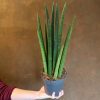 Growurban Sansevieria 'Rocket' (14Cm Pot) | Succulents & Cacti