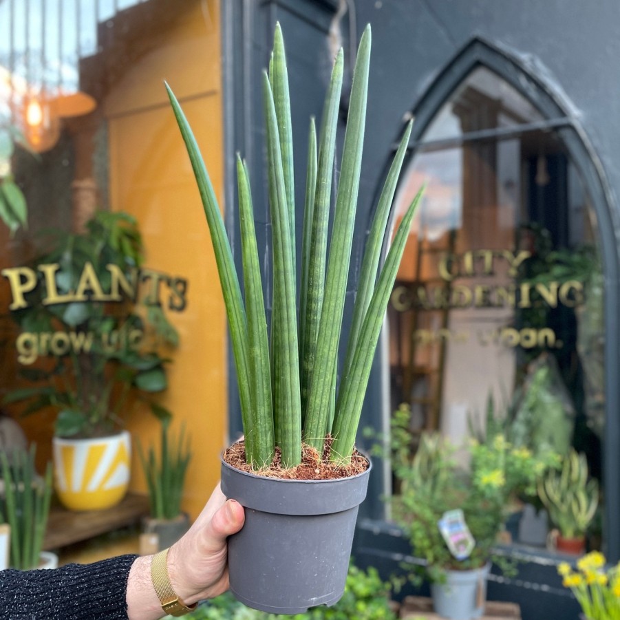 Growurban Sansevieria 'Rocket' (14Cm Pot) | Succulents & Cacti