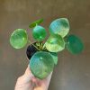 Growurban Pilea Peperomioides (Mini) | Succulents & Cacti