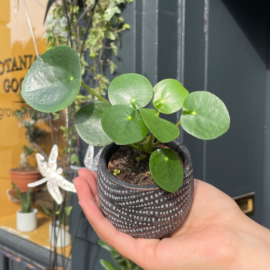 Growurban Pilea Peperomioides (Mini) | Succulents & Cacti