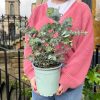 Growurban Eucalyptus Gunnii | Outdoor Plants