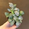 Growurban Fittonia 'Purple Anne' | Foliage Plants