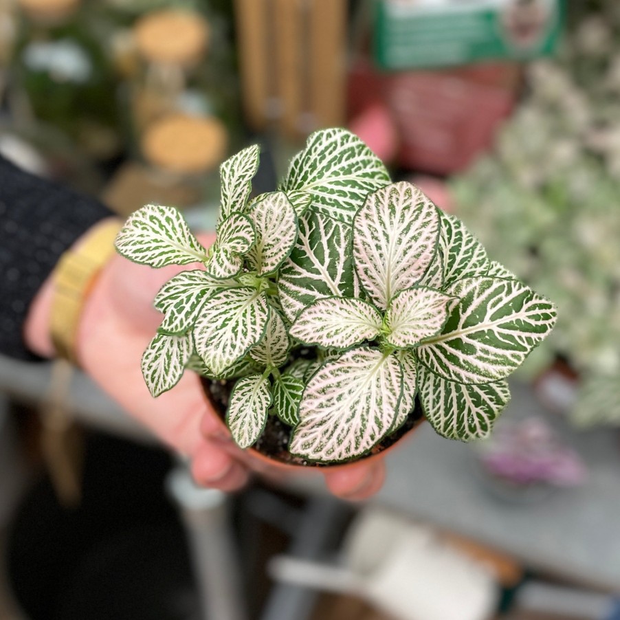 Growurban Fittonia 'Purple Anne' | Foliage Plants