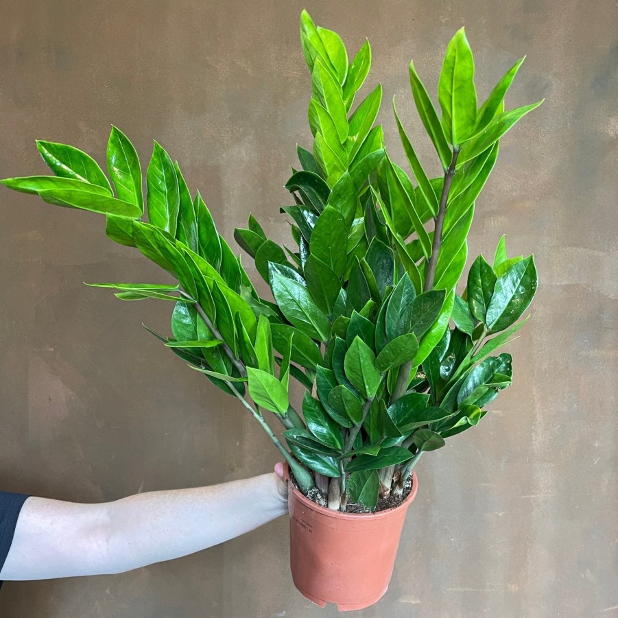 Growurban Zamioculcas Zamiifolia | Foliage Plants