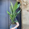 Growurban Aspidistra Elatior (21Cm Pot) | Large & Tall Plants