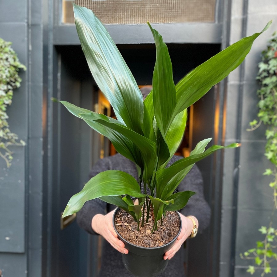 Growurban Aspidistra Elatior (21Cm Pot) | Large & Tall Plants