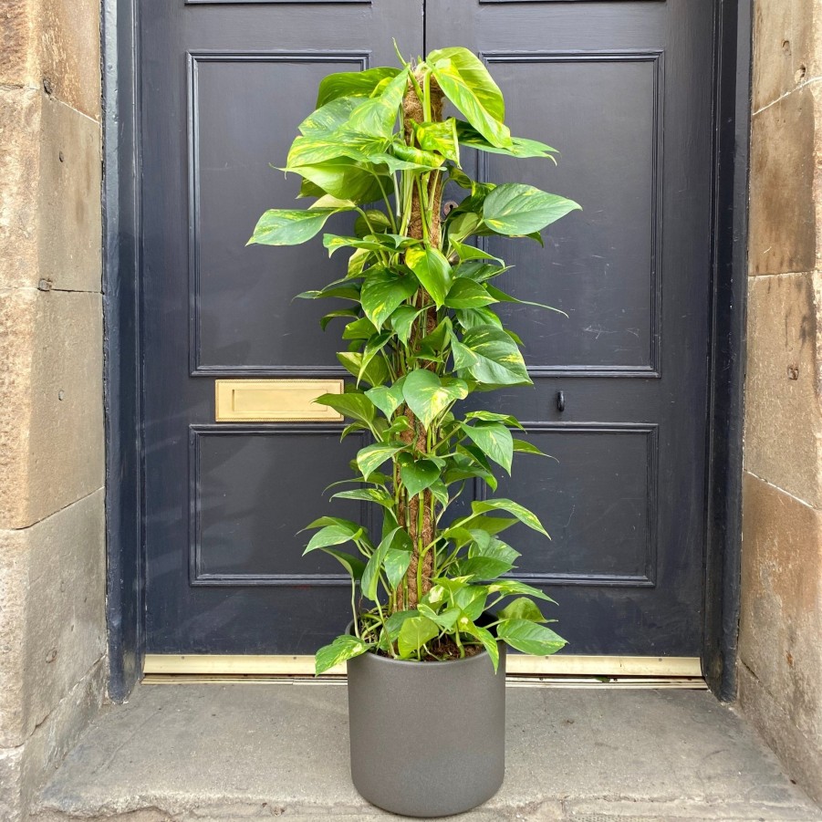 Growurban Epipremnum Aureum (120Cm) | Large & Tall Plants