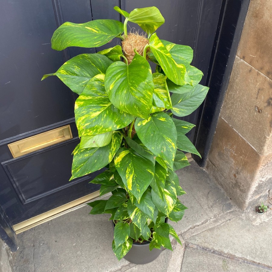 Growurban Epipremnum Aureum (120Cm) | Large & Tall Plants