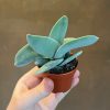 Growurban Crassula Falcata 'Boomerang' | Succulents & Cacti