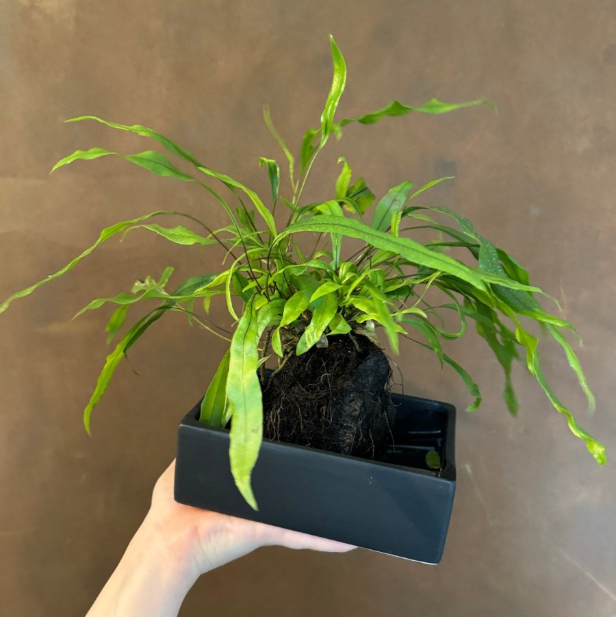 Growurban Microsorum Diversifolium On Lava | Foliage Plants