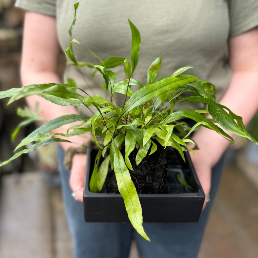 Growurban Microsorum Diversifolium On Lava | Foliage Plants