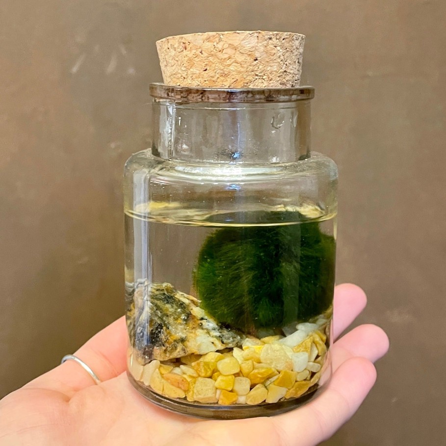 Growurban Marimo In Glass Jar | Foliage Plants