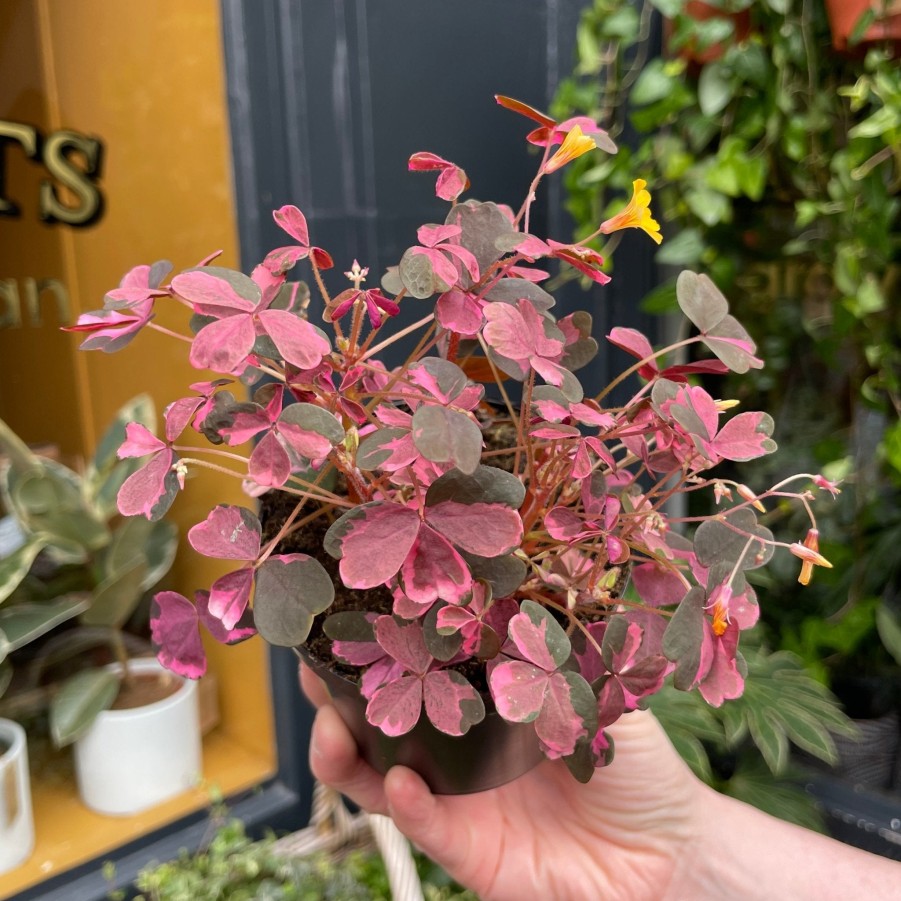 Growurban Oxalis 'Plum Crazy' | Foliage Plants