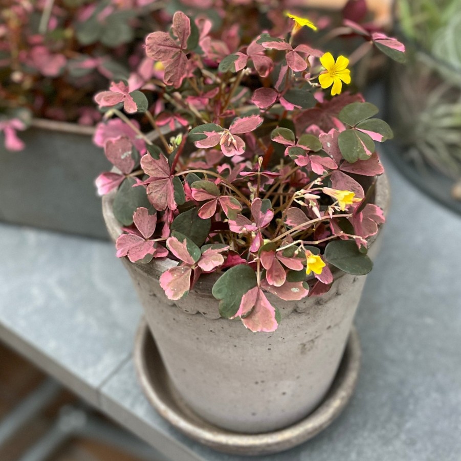 Growurban Oxalis 'Plum Crazy' | Foliage Plants