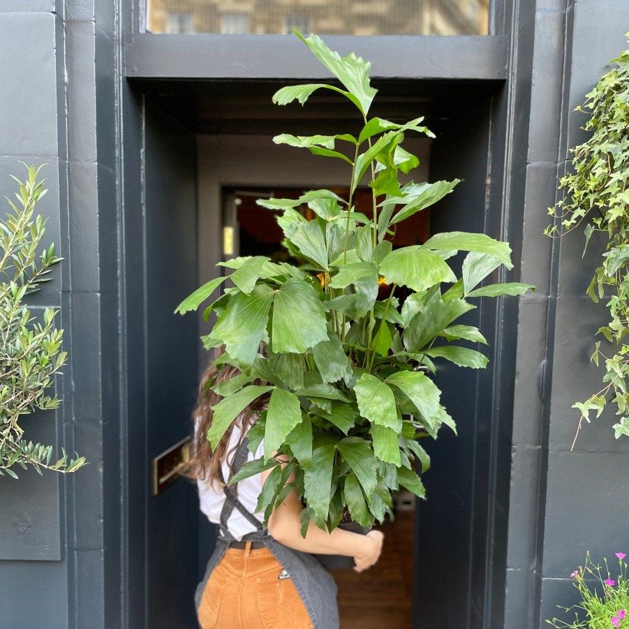 Growurban Caryota Mitis | Large & Tall Plants