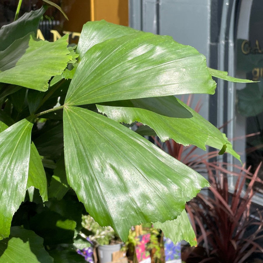 Growurban Caryota Mitis | Large & Tall Plants