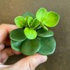 Growurban Peperomia 'Hope' (Mini) | Succulents & Cacti