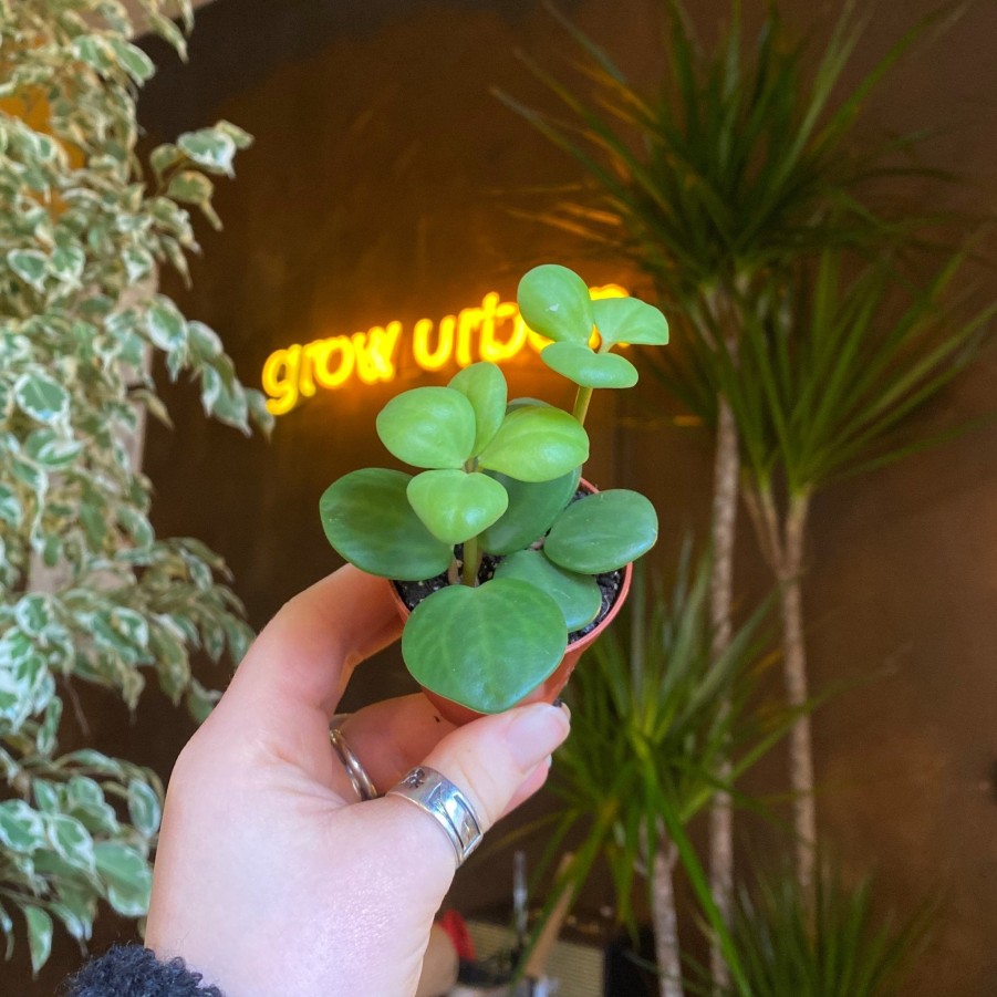 Growurban Peperomia 'Hope' (Mini) | Succulents & Cacti