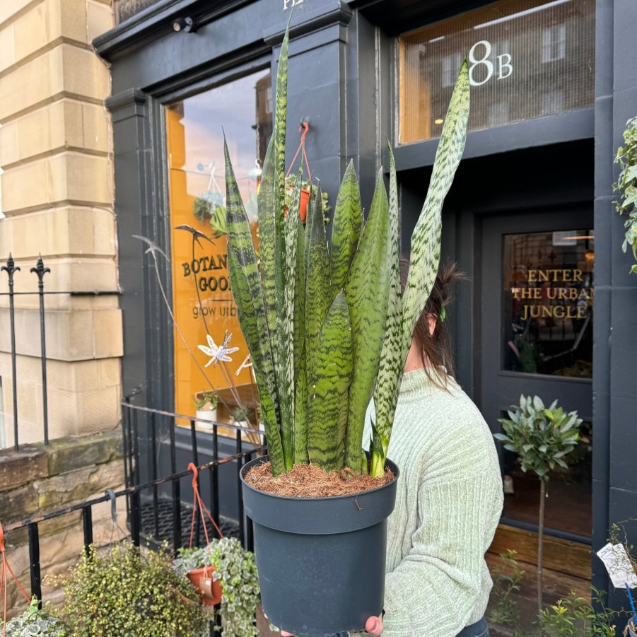 Growurban Sansevieria Zeylanica (24Cm Pot) | Succulents & Cacti