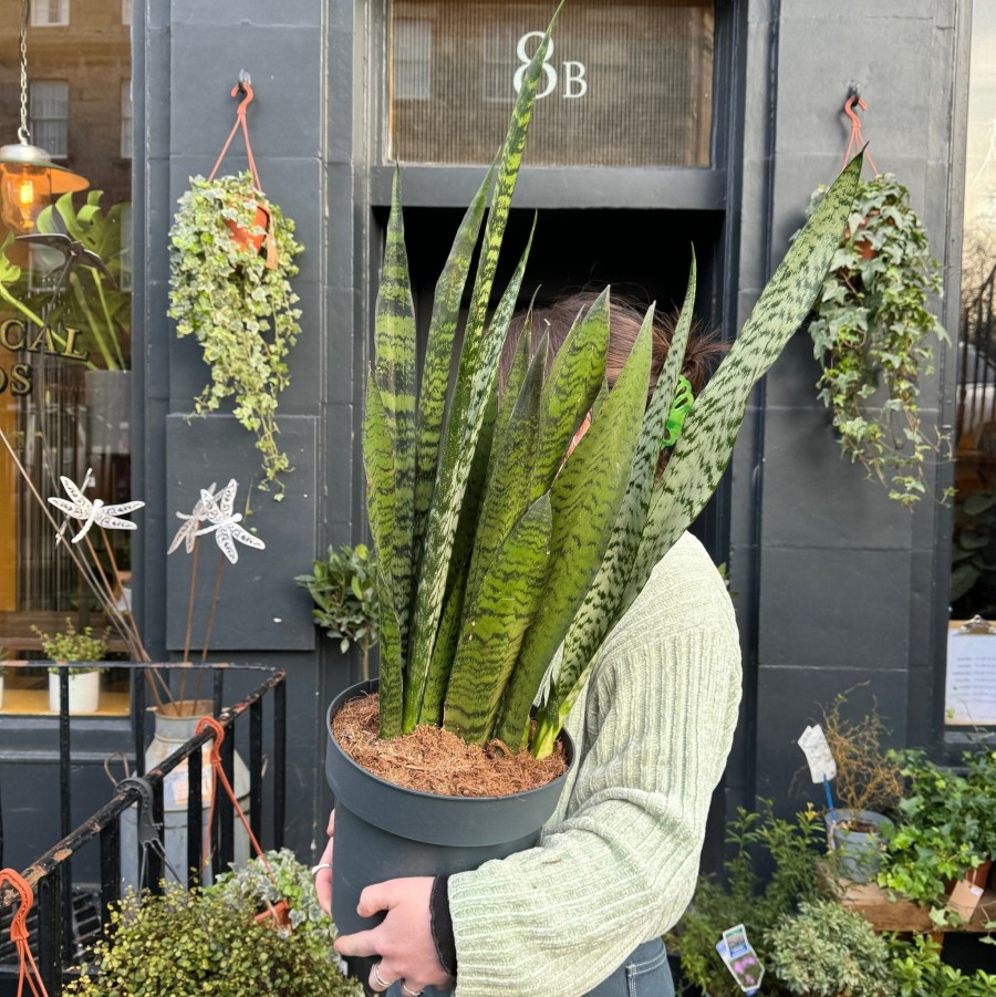 Growurban Sansevieria Zeylanica (24Cm Pot) | Succulents & Cacti