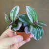 Growurban Tradescantia 'Nanouk' (Mini) | Foliage Plants