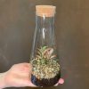 Growurban Small Conical Terrarium | Planted Terrariums