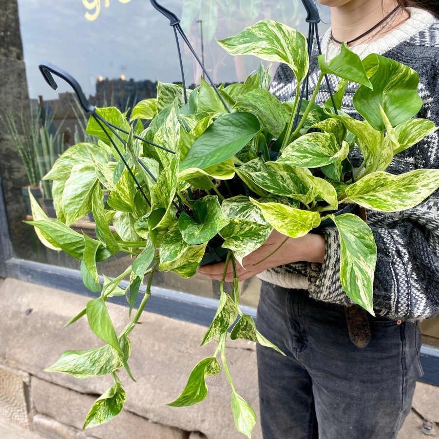 Growurban Epipremnum 'Marble Queen' (Hangpot) | Trailing & Hanging Plants