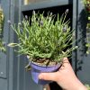 Growurban Lavandula 'Essence Purple' | Foliage Plants