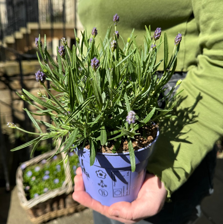 Growurban Lavandula 'Essence Purple' | Foliage Plants