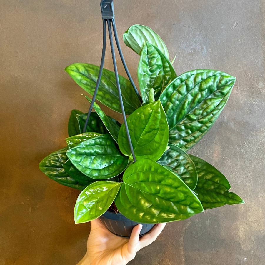 Growurban Epipremnum 'Marble Planet' (Hangpot) | Trailing & Hanging Plants