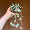 Growurban Ceropegia Woodii (8Cm Pot) | Trailing & Hanging Plants