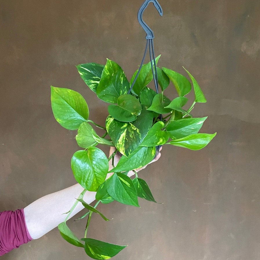 Growurban Epipremnum Aureum (14Cm Hangpot) | Trailing & Hanging Plants