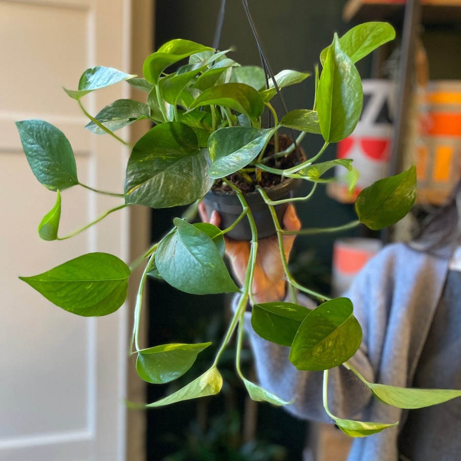 Growurban Epipremnum Aureum (14Cm Hangpot) | Trailing & Hanging Plants