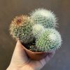 Growurban Mammillaria Spinosissima | Succulents & Cacti