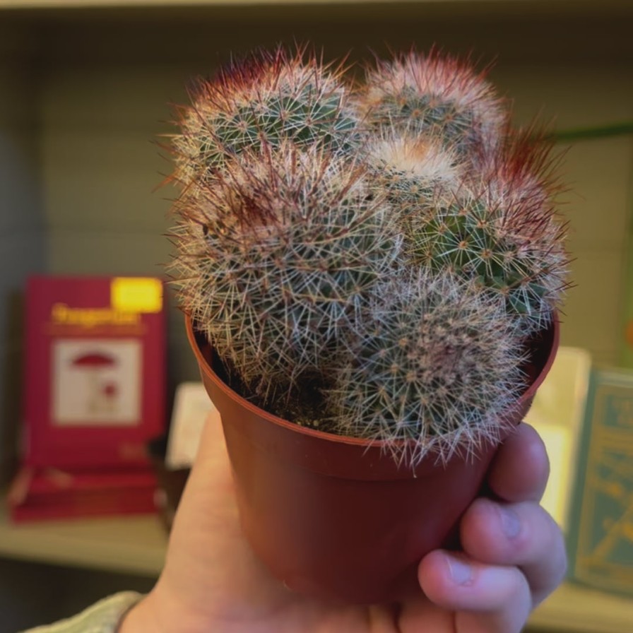 Growurban Mammillaria Spinosissima | Succulents & Cacti