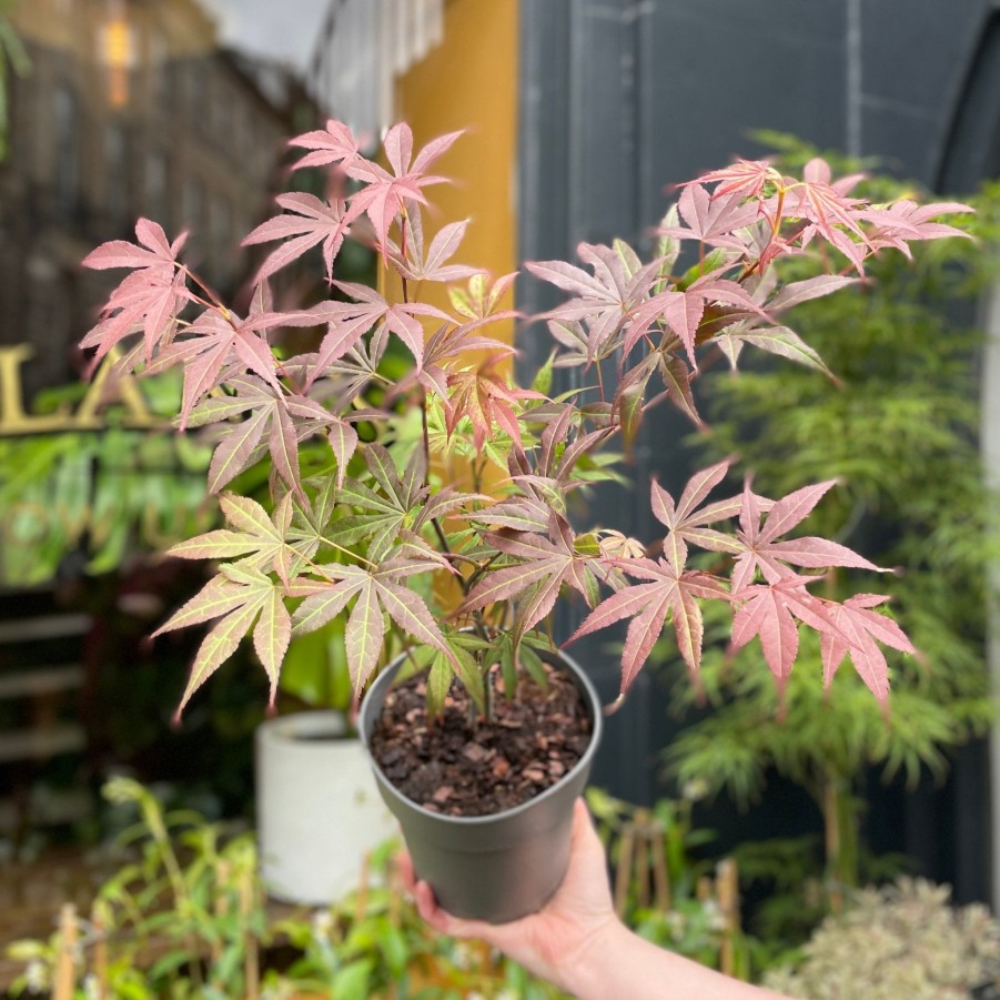 Growurban Acer Palmatum 'Atropurpureum' | Outdoor Plants