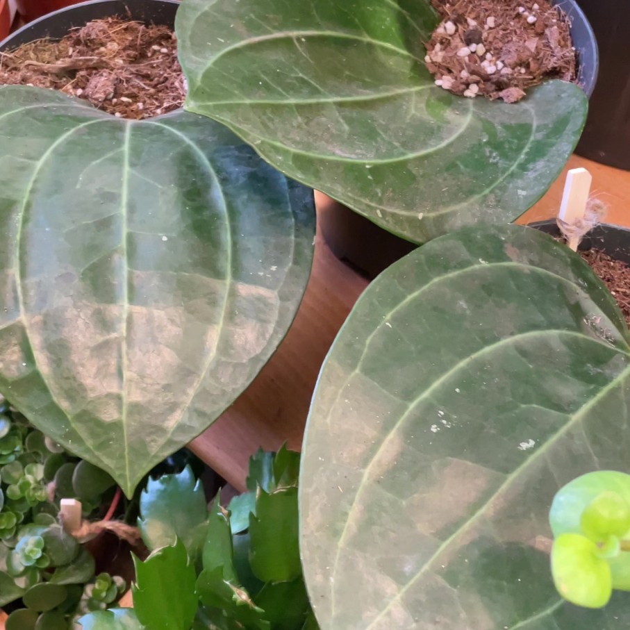 Growurban Hoya Latifolia (Aka Macrophylla) | Foliage Plants