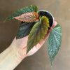 Growurban Begonia Maculata 'Pink Spot' | Foliage Plants