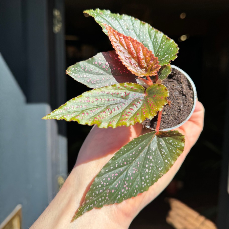 Growurban Begonia Maculata 'Pink Spot' | Foliage Plants